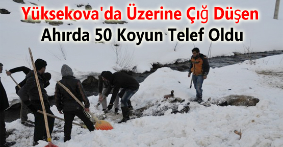 Yüksekova’da Üzerine Çığ Düşen Ahırda 50 Koyun Telef Oldu