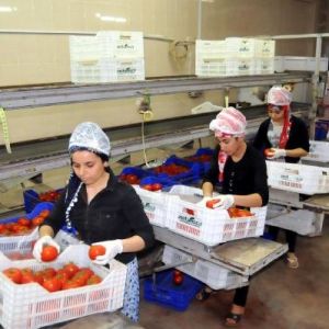 Domateste 32.8 Milyon Dolarlık Kayıp
