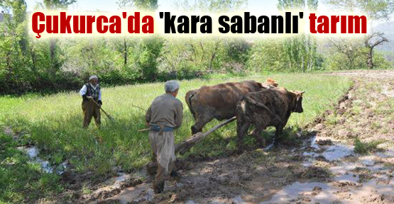 Çukurca’da ‘kara sabanlı’ tarım