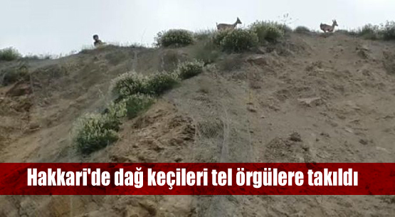 Hakkari’de dağ keçileri tel örgülere takıldı