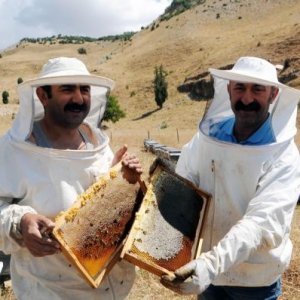 Ovacık Belediyesi İşbirliğiyle ‘Komünist Bal’ Satışı