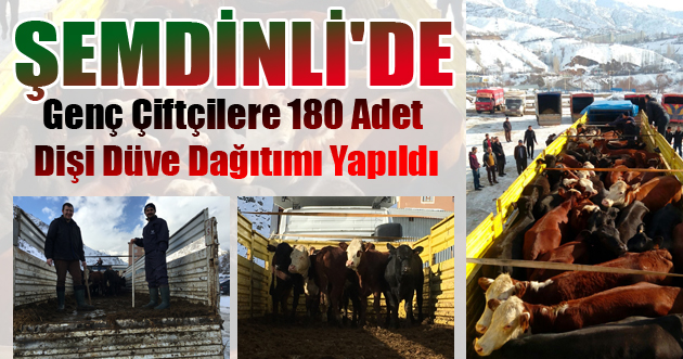 Şemdinli’de 30 çiftçiye 180 büyükbaş hayvan dağıtıldı
