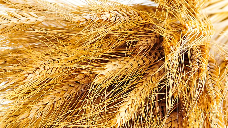 ‘Arpa-buğday piyasası işlemez halde’