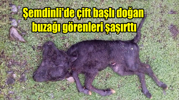 Şemdinli’de çift başlı doğan buzağı görenleri şaşırttı