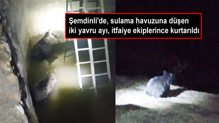 Şemdinli’de, sulama havuzuna düşen iki yavru ayı, itfaiye ekiplerince kurtarıldı