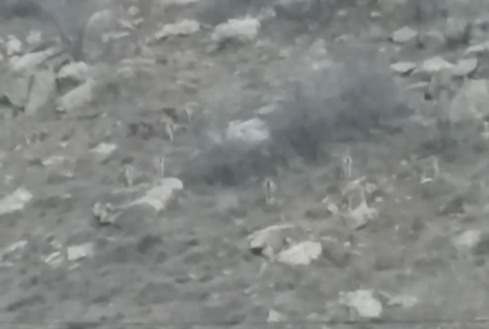 Yüksekova’da sürü halindeki dağ keçileri görüntülendi