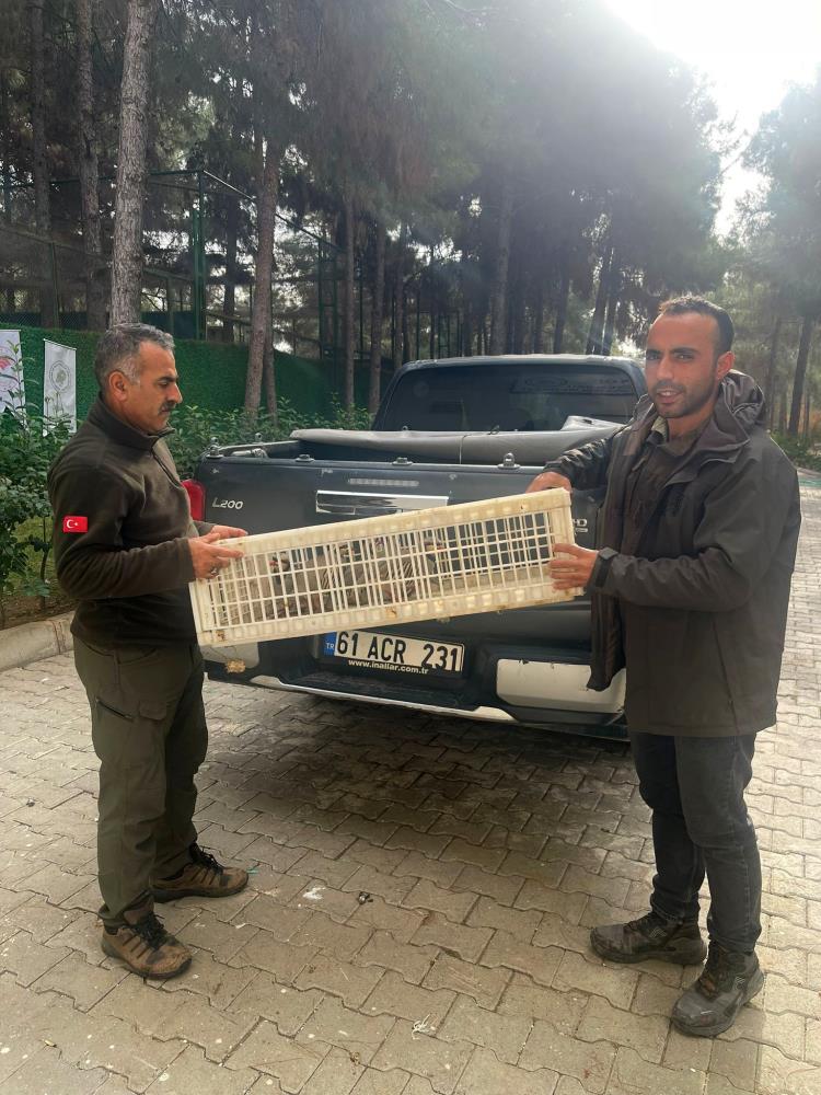 Habur Sınır Kapısı’nda 11 kınalı keklik ele geçirildi: 4 şüpheliye 89 bin 261 TL ceza kesildi