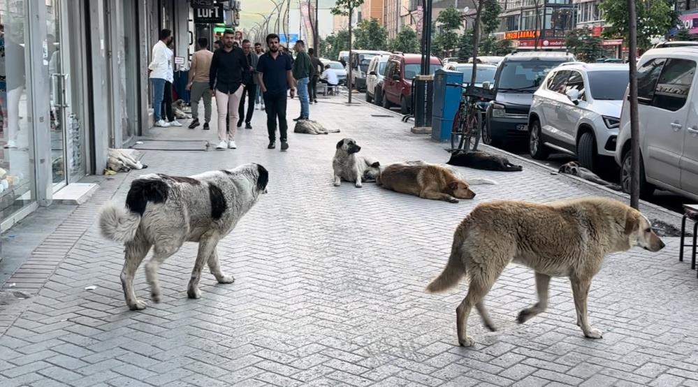 Yüksekovalı vatandaşlar tepkili: “Sokak köpekleri bir an önce toplatılsın”