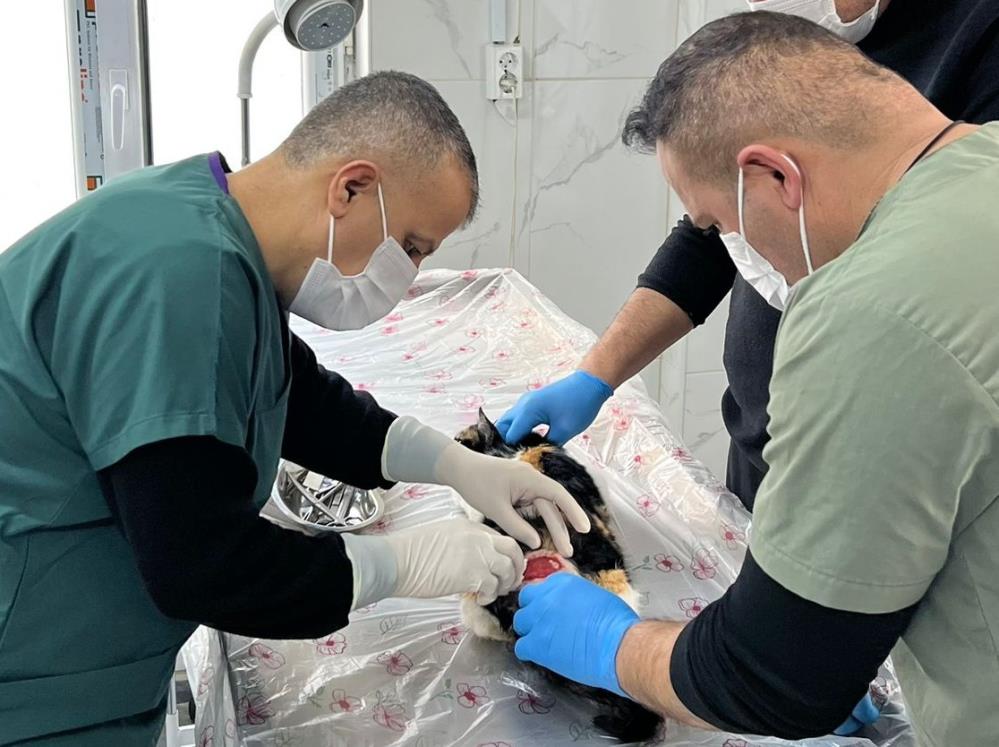 Hakkari’de donma tehlikesi geçiren kediler kurtarıldı