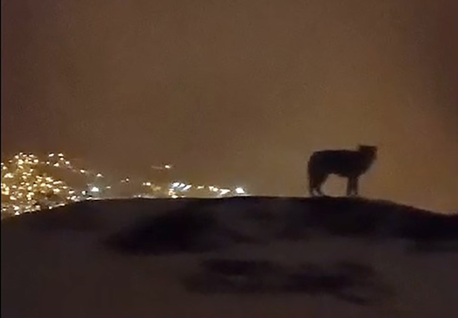 Hakkari’de şehri izleyen bir kurt kameralara yansıdı
