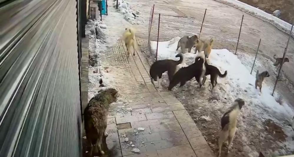 Hakkari’de köpeklerin kurda saldırdığı anlar