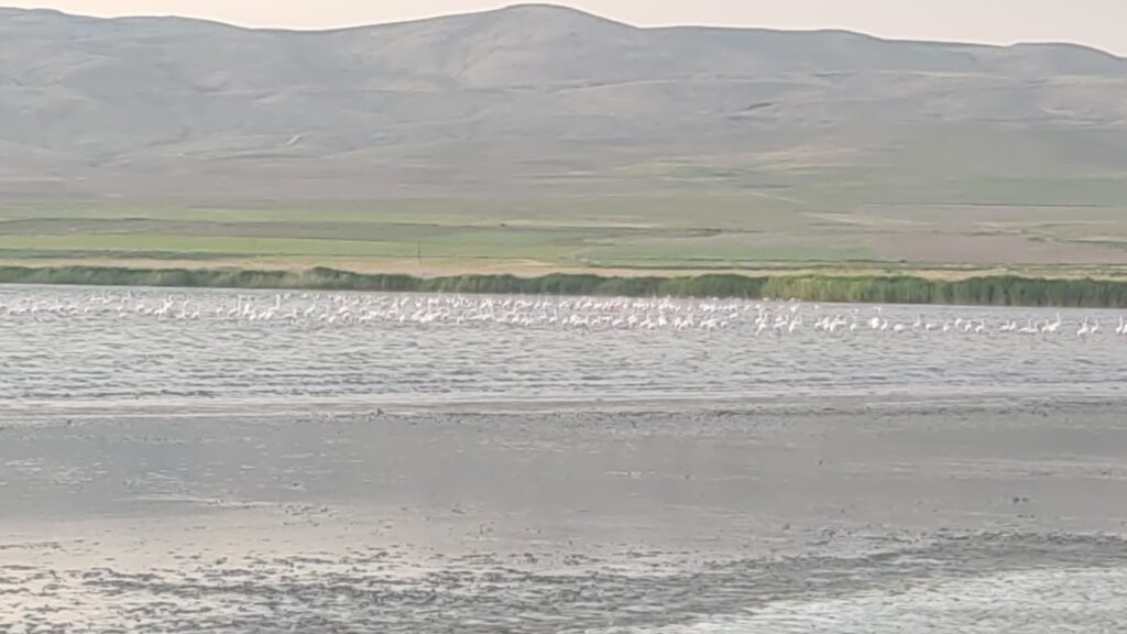 Erçek Gölü’nün kıyıları kuruyor: Uzmanlar uyarıyor