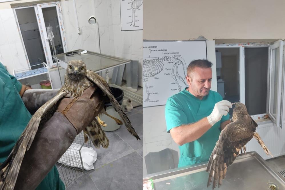 Hakkari’de tedavi edilen şahin tekrar doğaya bırakıldı