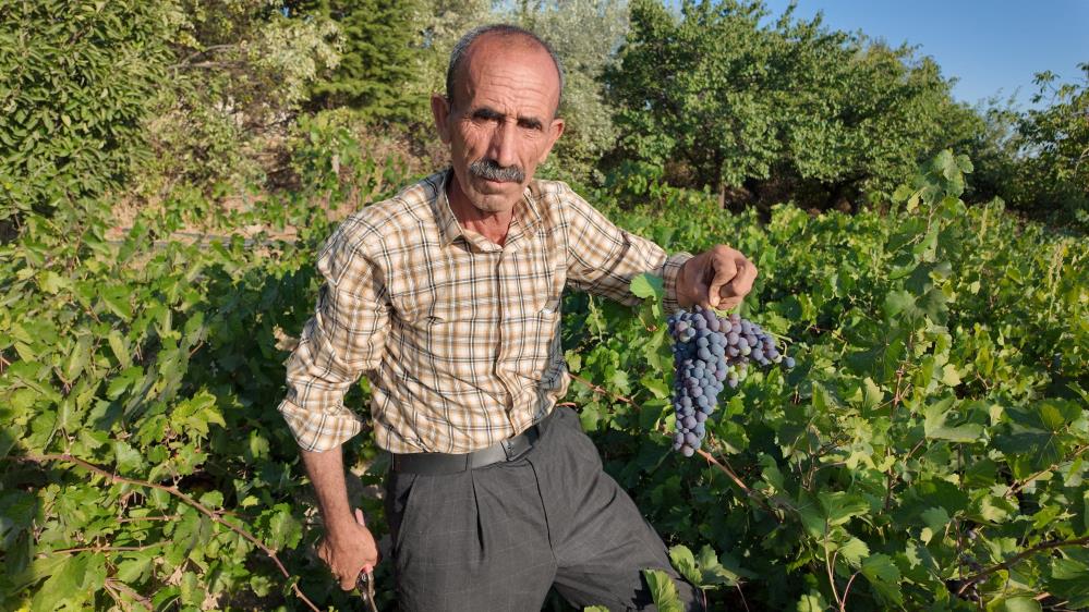 Coğrafi işaretli Erciş üzümünün bağ bozumu başladı