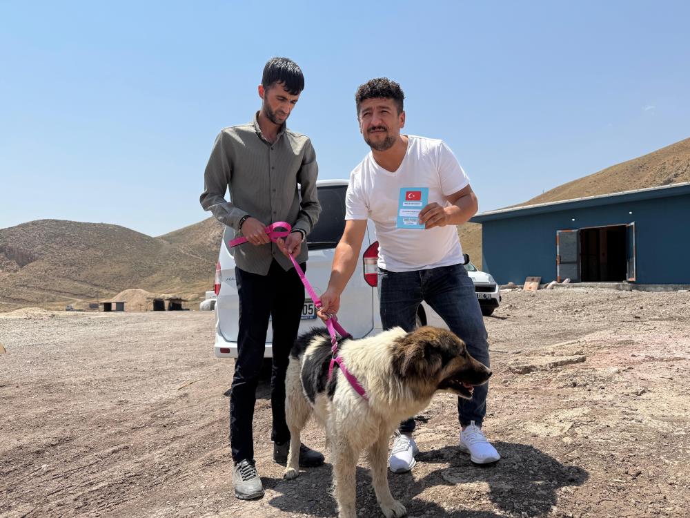 Sahibinin mezarından ayrılmayan köpek, sanatçı Ceylan Ertem’e emanet