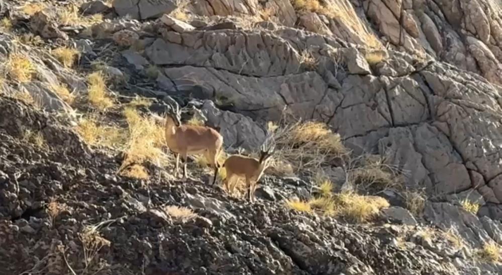 Cilo Dağı’nda doğaseverlere dağ keçisi sürprizi