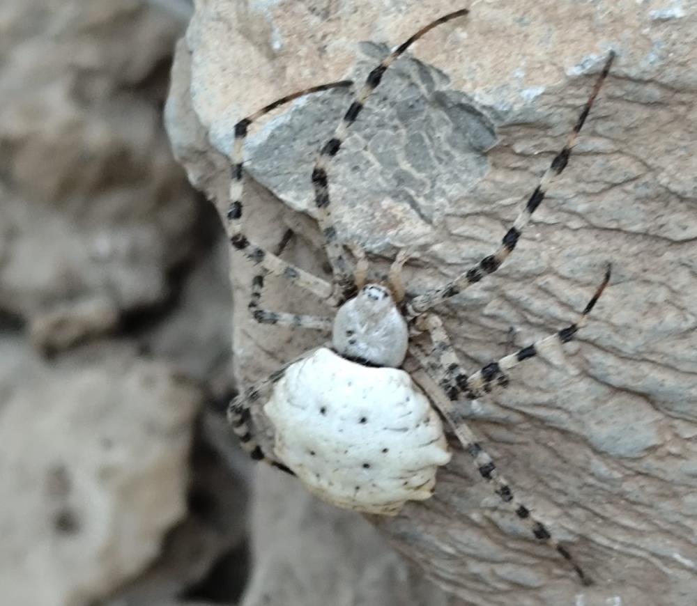Hakkari’de dünyanın en zehirli örümcek türlerinden biri görüldü