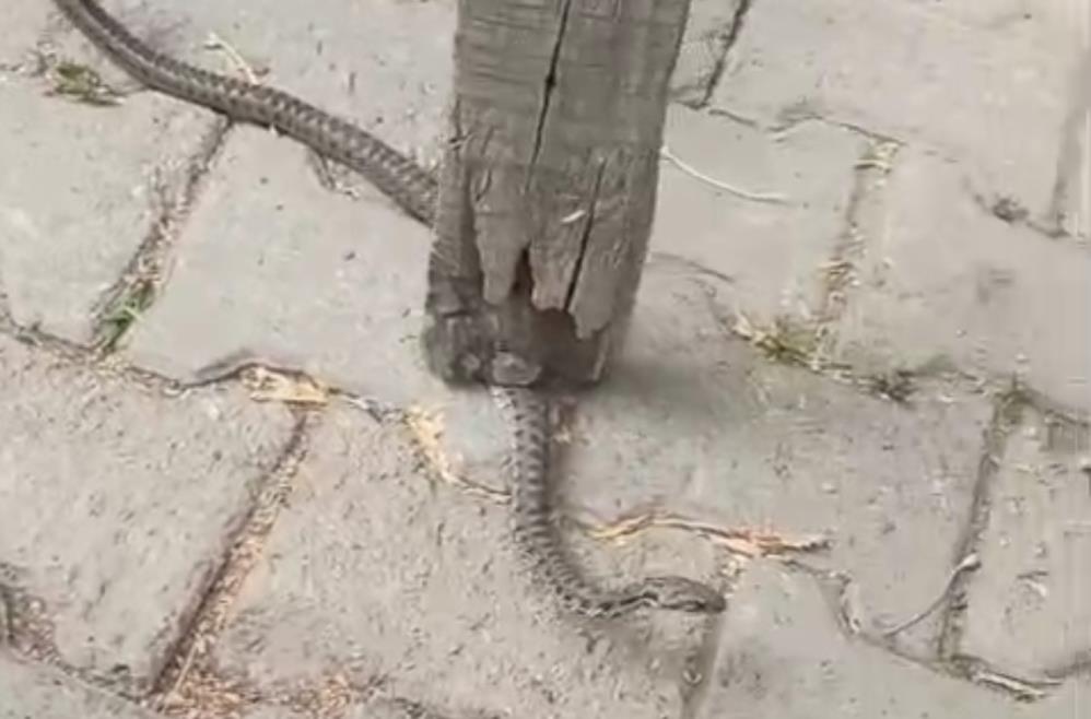 Mahallelinin korkulu rüyası olan yılan, 3 günlük nöbet sonrası yakalandı