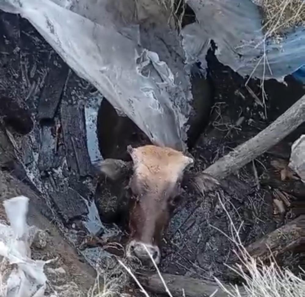 Yüksekova’da bataklığa saplanan ineği itfaiye ekipleri kurtardı