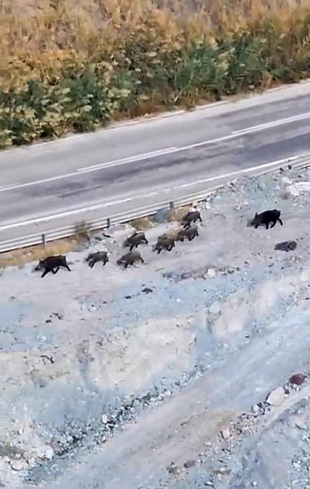 Yüksekova’da domuz sürüsü görüntülendi