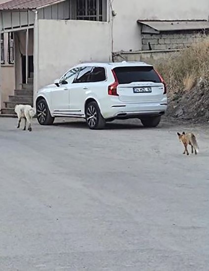Köpeğin peşine takılan tilki