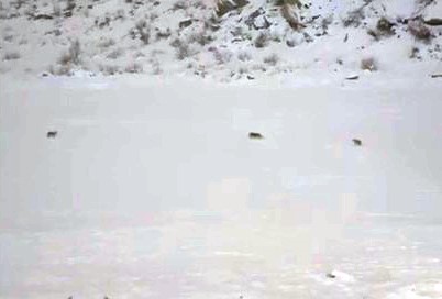 Çukurca’da kurt sürüsü görüntülendi