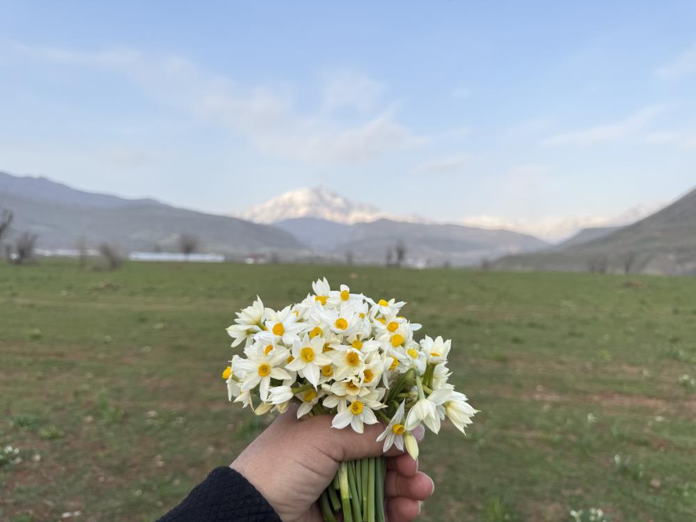 Derecik ilçesinde bahar yüzünü gösterdi