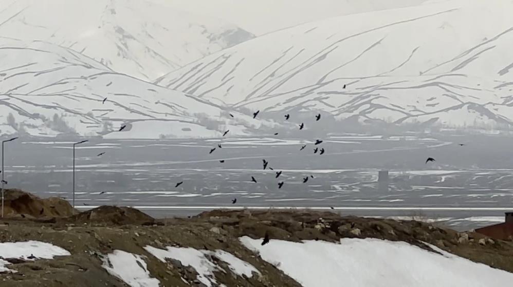 Kuşların rüzgarla dansı: Havada zor kalabildiler