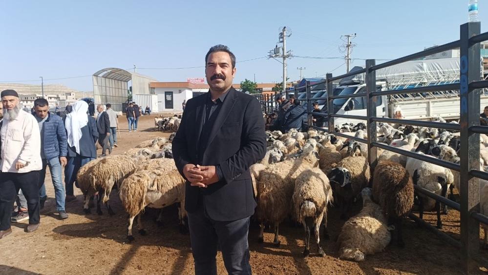 Şanlıurfa’da komisyoncularla besicilerin rekabeti başladı