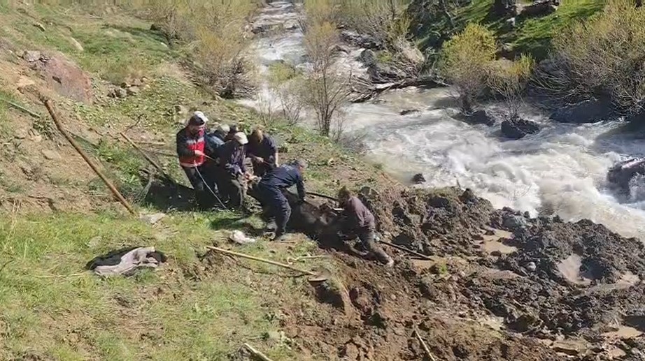 Hakkari’de bataklığa saplanan inek kurtarıldı