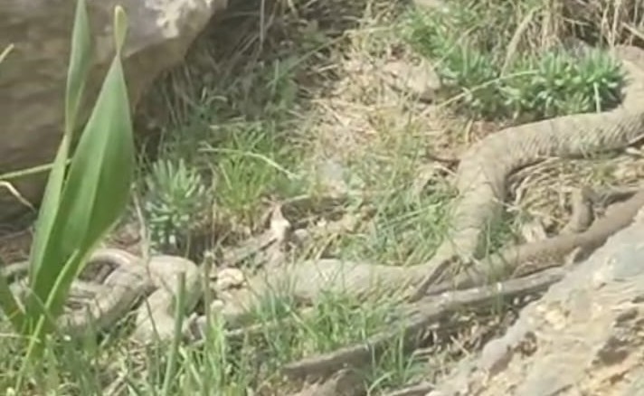 Hakkari’de doğaseverler dev engerekle karşılaştı