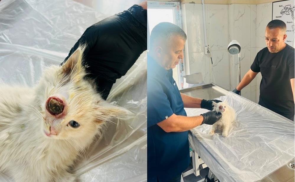 Gözü dışarı çıkan kedi başarılı ameliyatla sağlığına kavuştu