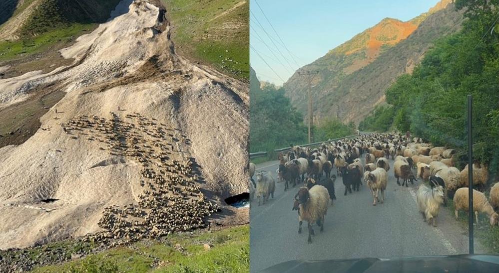 Hakkari’de yayla sezonu gecikmeli başladı