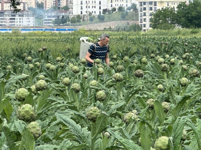Milyonlarca liralık konutların arasında tarımsal üretim mücadelesi