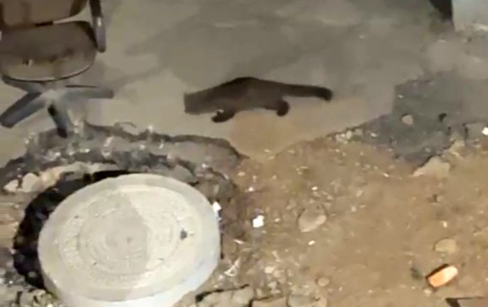 Yüksekova’da gece yarısı kameralara yakalandı: Görenler gözlerine inanamadı