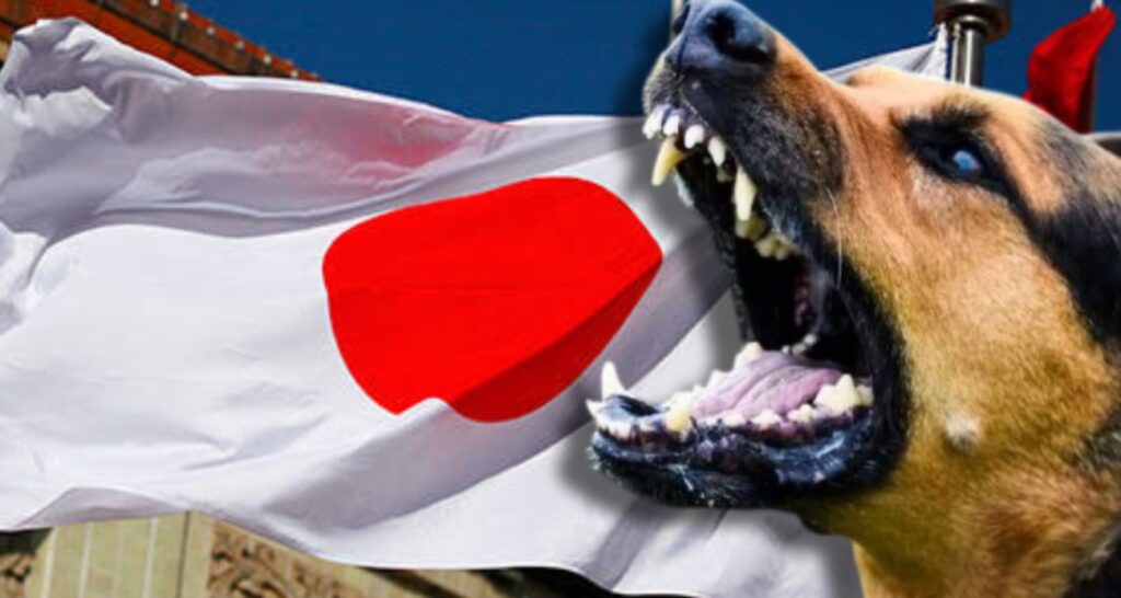 Japonya, başıboş sokak hayvanı sorununu büyük ölçüde kontrol altına aldı