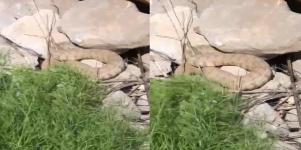 Hakkari’de koca engerek yılanı görüntülendi