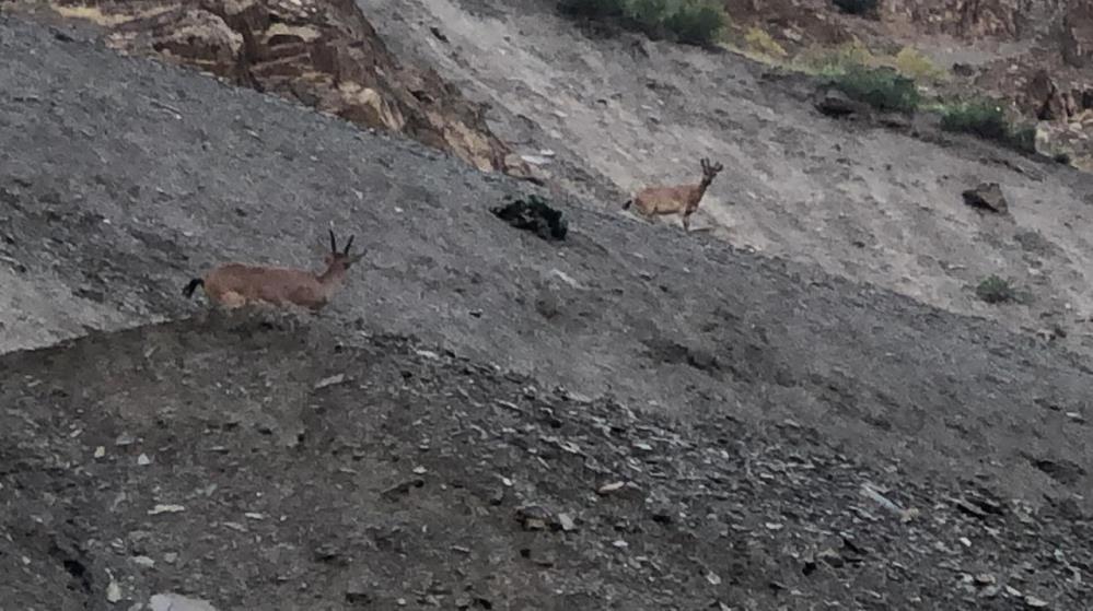 Hakkari’de dağ keçileri görüntülendi