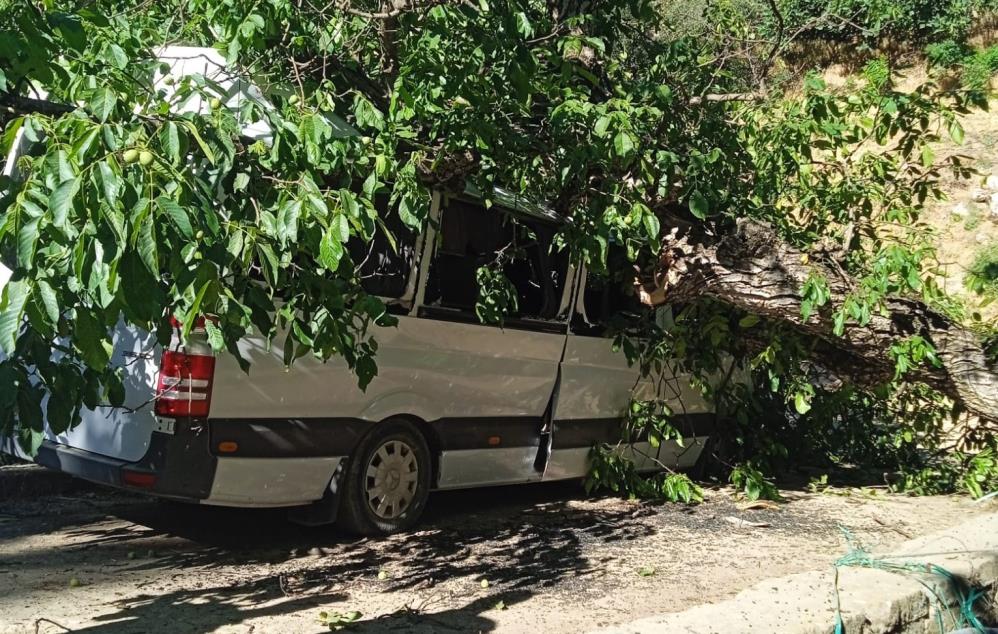 Hakkari’de park halindeki aracın üzerine ceviz ağacı devrildi