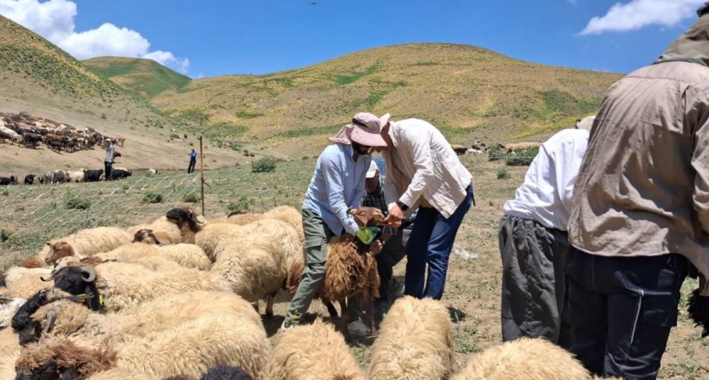 Yüksekova’da hayvanların aşılama ve kimliklendirme çalışmaları sürüyor