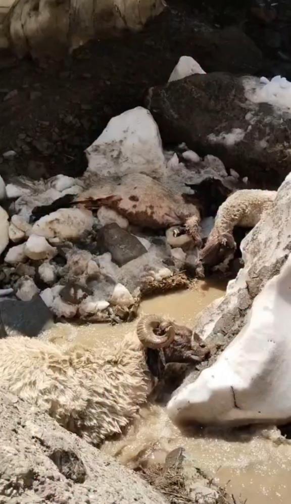 Yüksekova’da kar kütlesi çöktü: 25 küçükbaş hayvan telef oldu