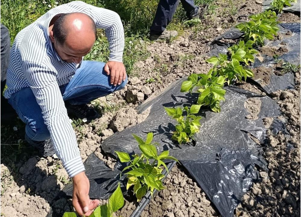 Yüksekova’da sera ve bahçelerde denetim