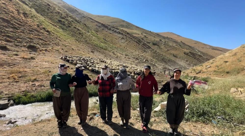 Kızgın güneş atında halaylı süt mesaisi: Berivanlar bakanlıktan gölgelik istiyor