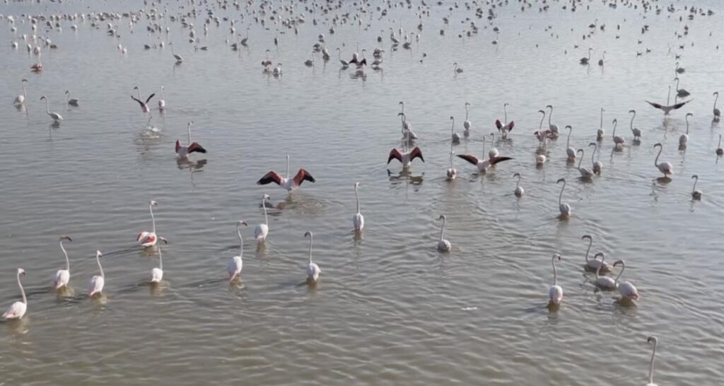 Akşehir Gölü’nde yıllardır özlenen tablo: Flamingolarla renklenen gölde umut büyüyor