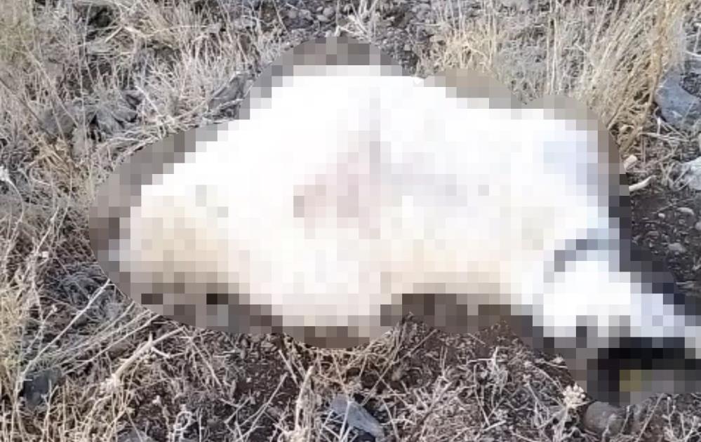 Yüksekova’da yıldırım düşmesi sonucu çok sayıda küçükbaş hayvan telef oldu